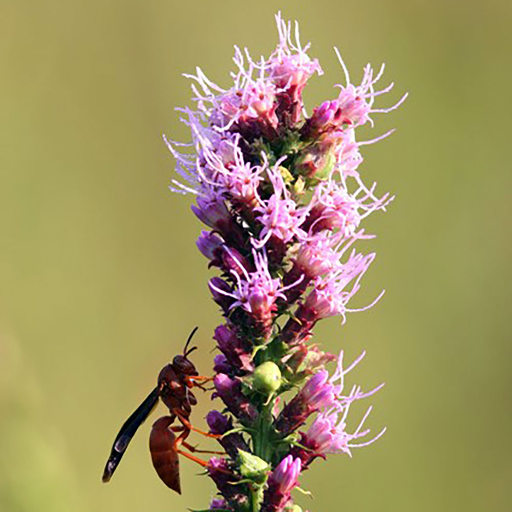 Flower of the Month - July