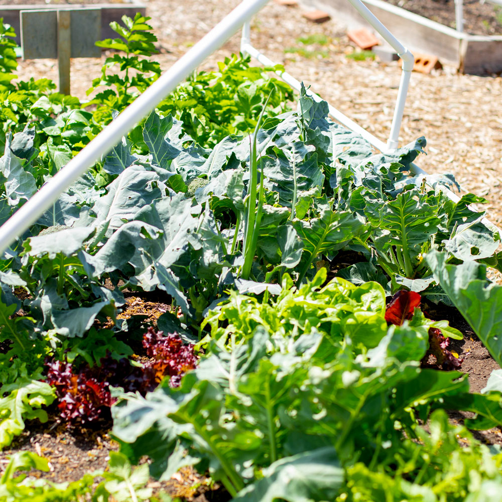 Community Garden / Pollinator Garden. A row of leafy vegetables planted in the ground.