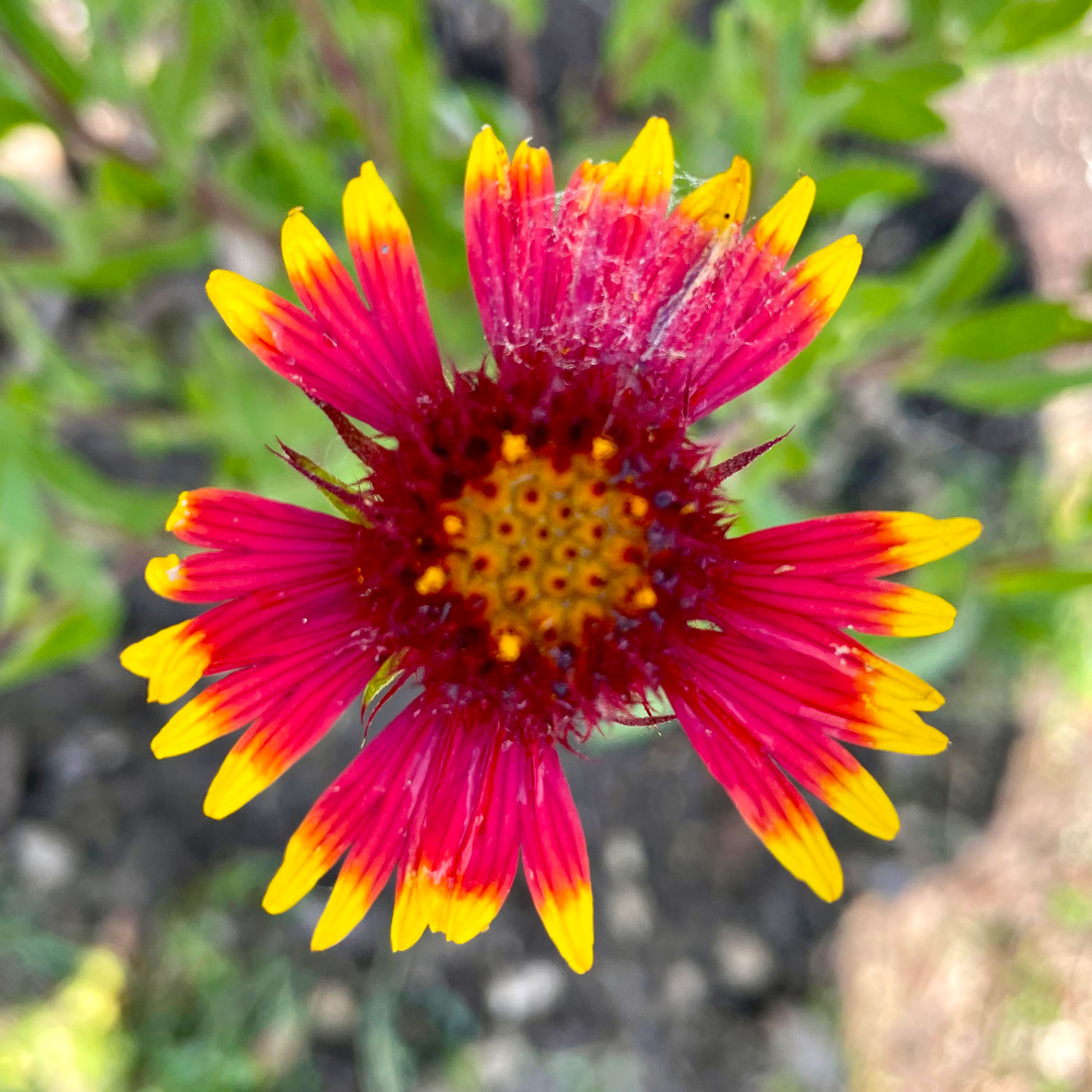 An overhead view of a flower with yellow-tipped red petals.