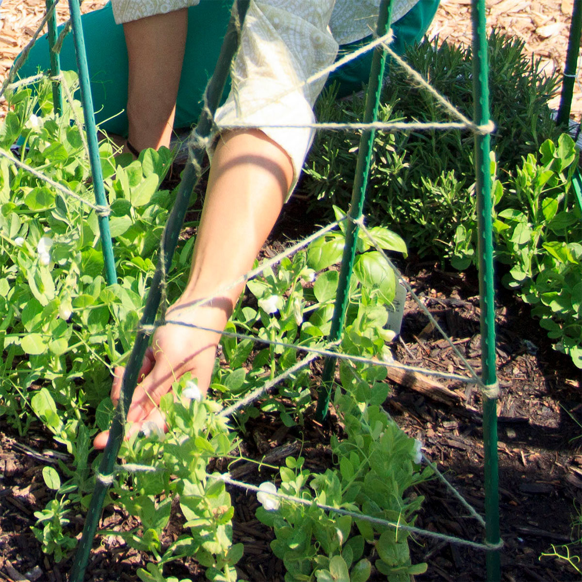 A pair of hands tending to plants supported by stakes.