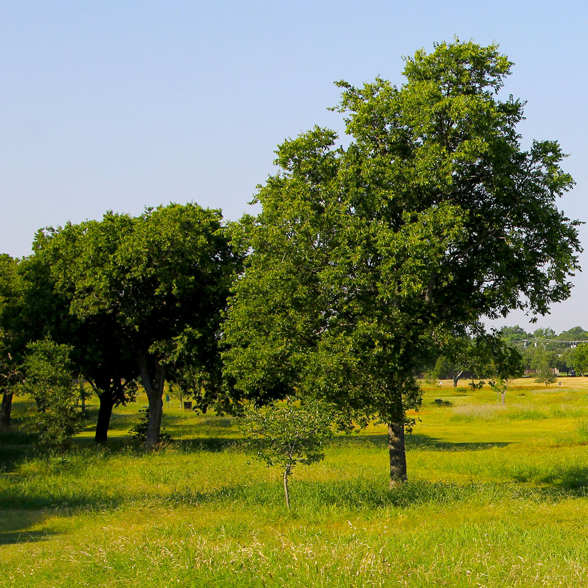 The edge of the urban forrest, where the trees meet the prairie.