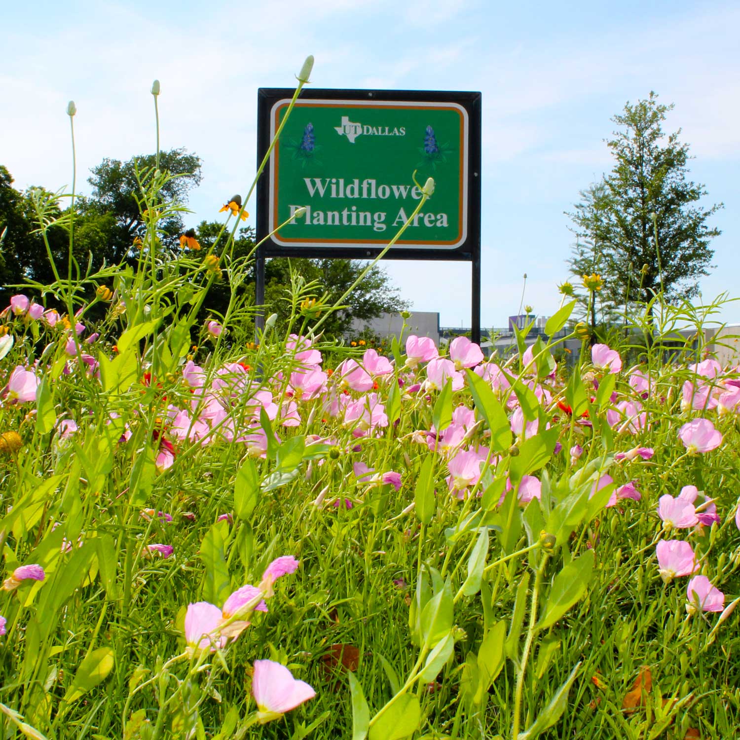 A Wildflower Planting Area